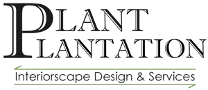 Indoor plants and office plants from Plant Plantation